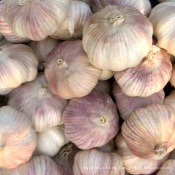 New product High Grade egyptian organic red garlic for sale